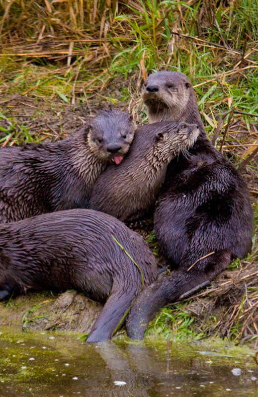 River Otters Grooming